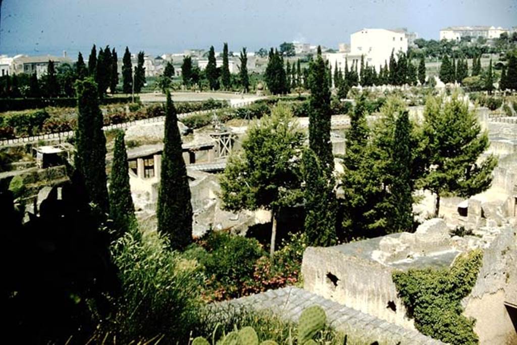 Looking south-west from above Ins. Orientalis II. Photo by Stanley A. Jashemski.
Source: The Wilhelmina and Stanley A. Jashemski archive in the University of Maryland Library, Special Collections (See collection page) and made available under the Creative Commons Attribution-Non Commercial License v.4. See Licence and use details. J57f0425
The Oleanders (pink-flowers) can be seen dividing the two insulae, Ins. Or. I and II, these are the same as the ones in the Vicolo Meridionale, as in the photo below.